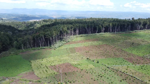 South West Mau Forest