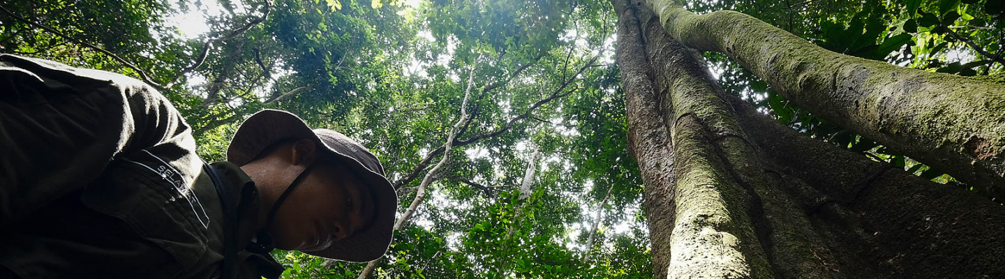 西加里曼丹景观方法森林监测