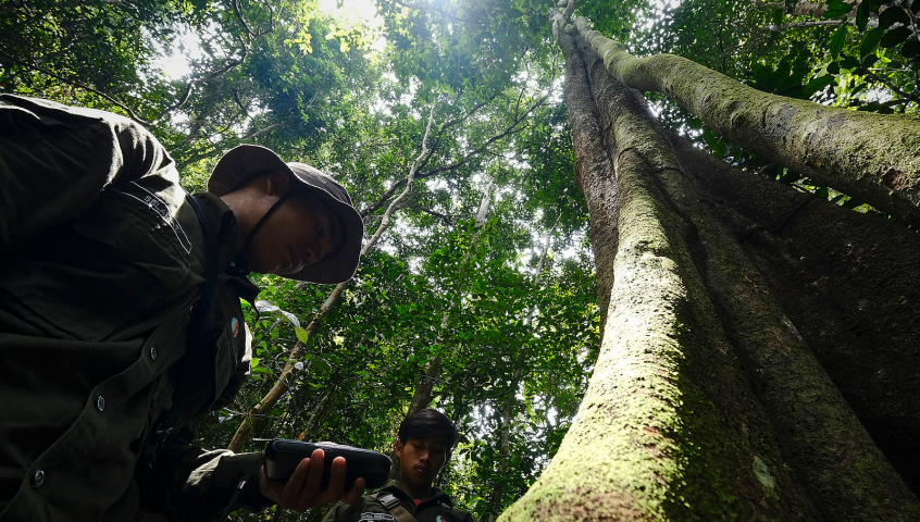 西加里曼丹景观接近森林监测