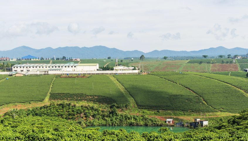 越南林东资源有限公司的可持续咖啡采购区