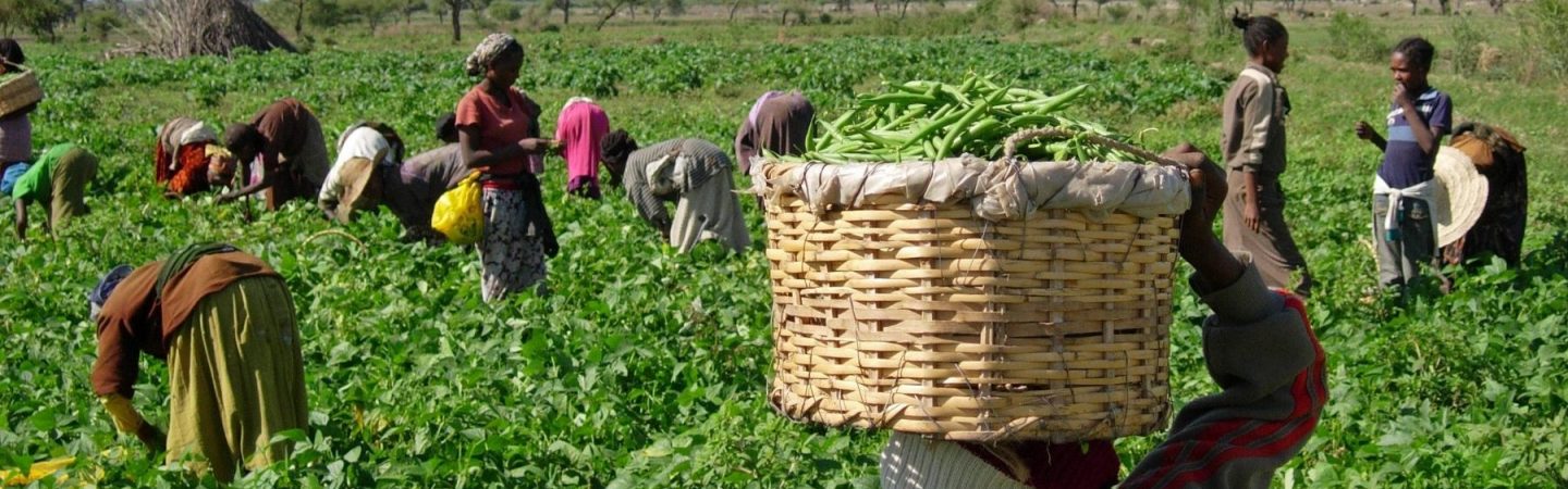 Fruits farmers in field with beans