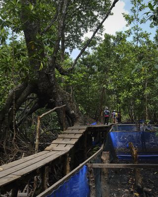 农民同意保护在库布·拉亚（Kubu Raya）的70,000公顷的红树林，泥炭和森林