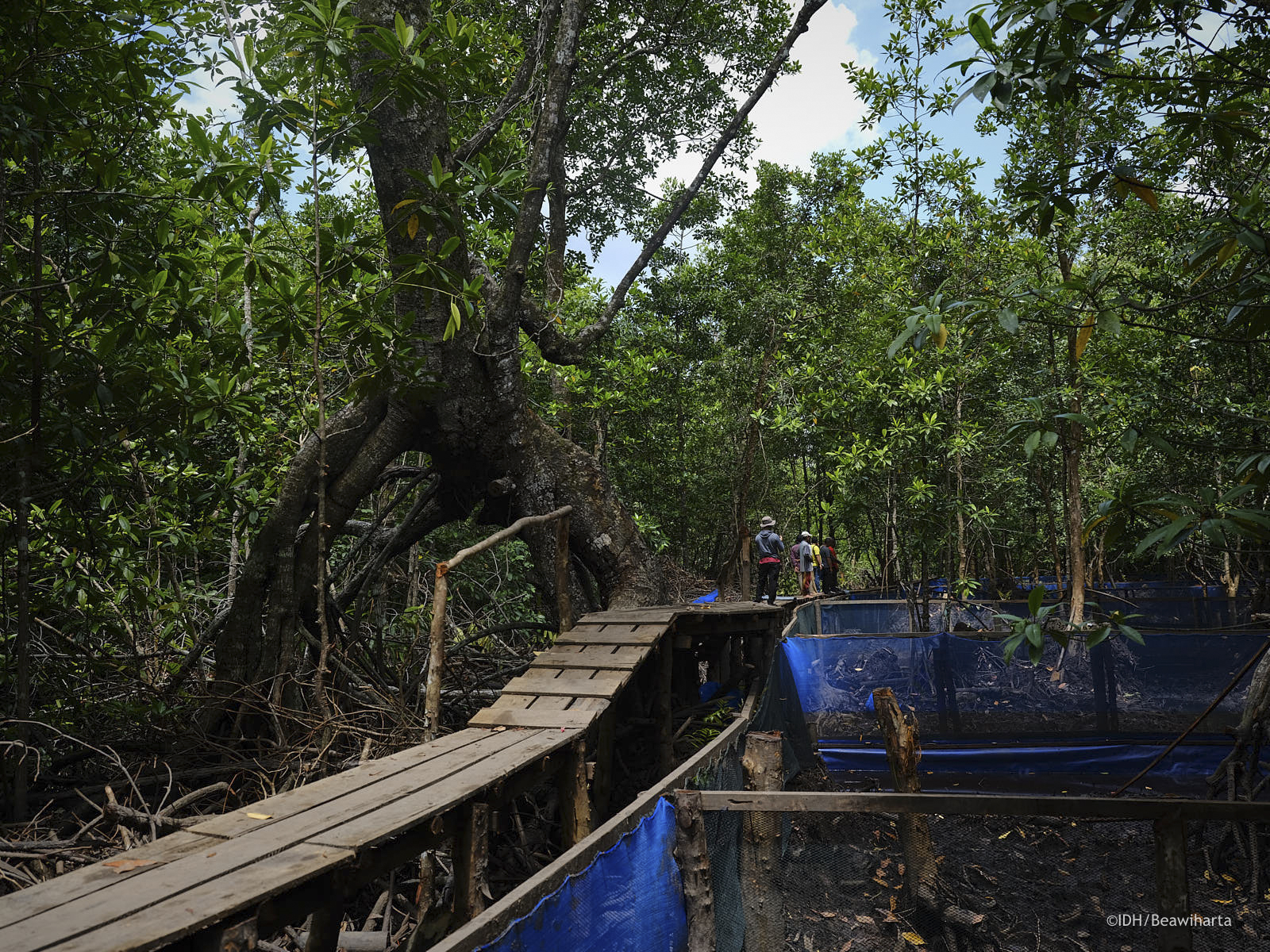 农民同意保护70000公顷红树林，泥炭和森林在库布芝，它具有最大的村森林在印度尼西亚