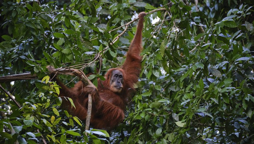 猩猩在列尤择生态系统，印度尼西亚亚齐省