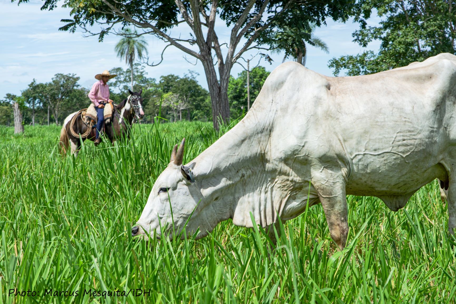 Mato Grosso州的牛农夫