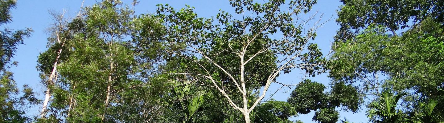 agroforestry coffee plantation, image by Bishnu Sarangi