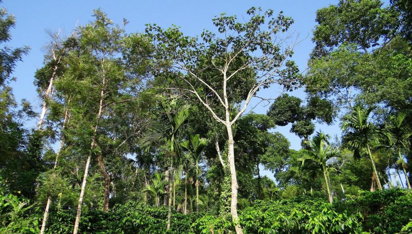 农林复合经营咖啡种植园,学者通过Sarangi形象