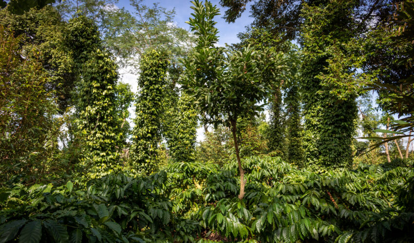 模型的胡椒农场将咖啡和过度树木整合为一种间编写策略