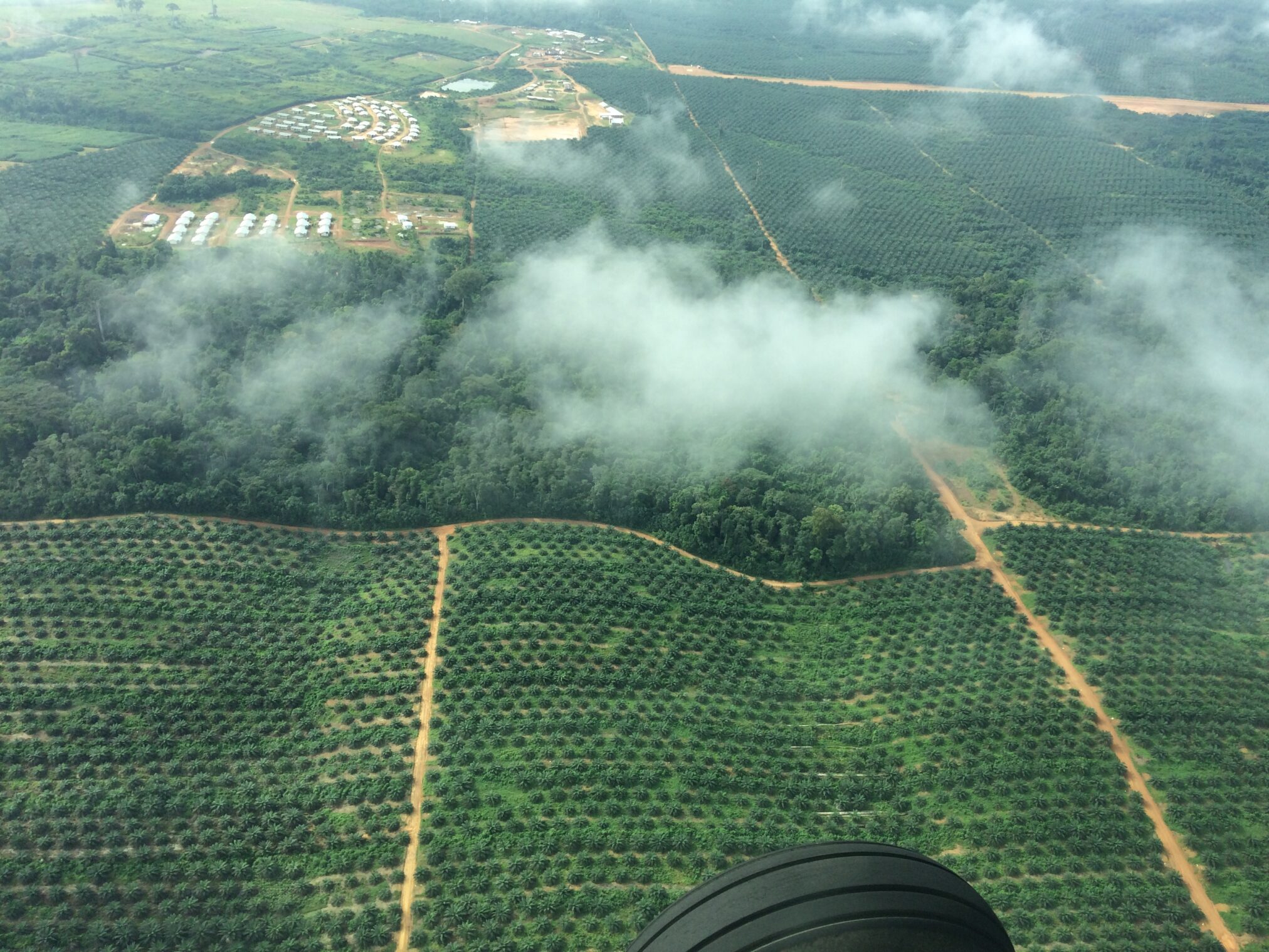 棕榈油种植园在利比里亚的鸟瞰图