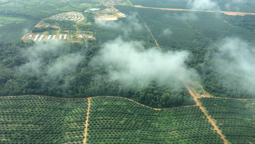 棕榈油景观 - 利比里亚